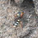 Nomada rufipes (Black-horned Nomad Bee).jpg